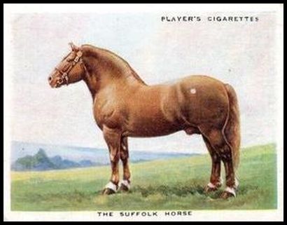 4 The Suffolk Horse